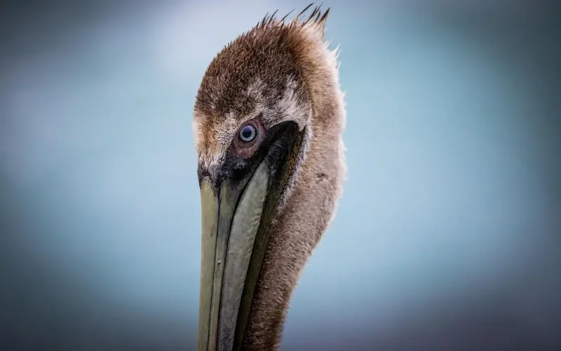 情侣吵架冷战，该如何挽回爱情？