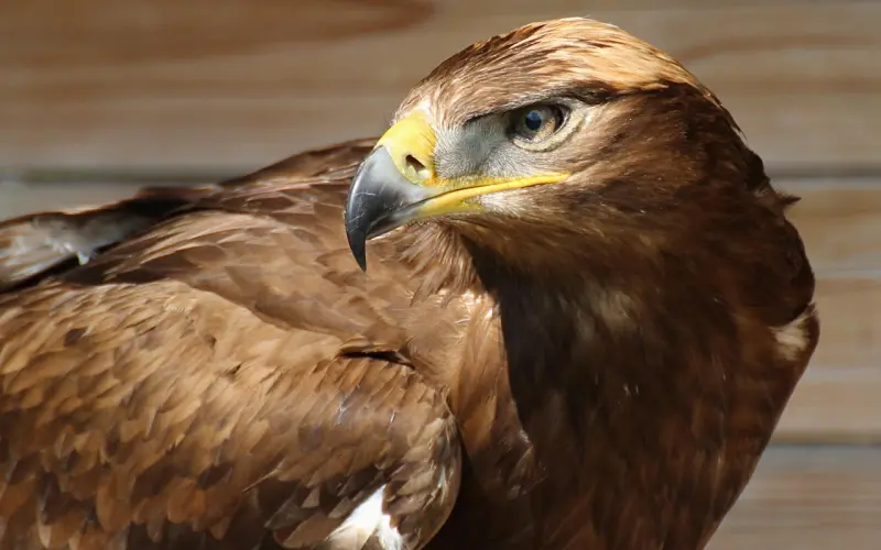 怎么挽回还爱我的他