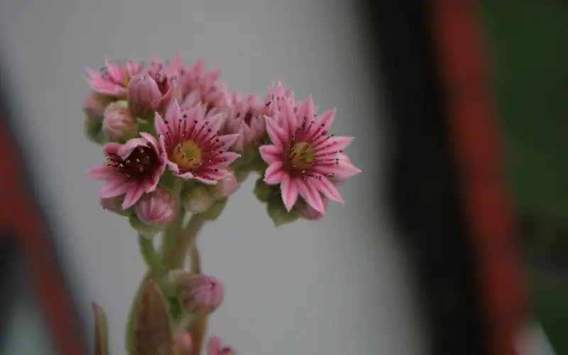 离婚半年了怎么挽回老公？情感咨询专家的独特见解