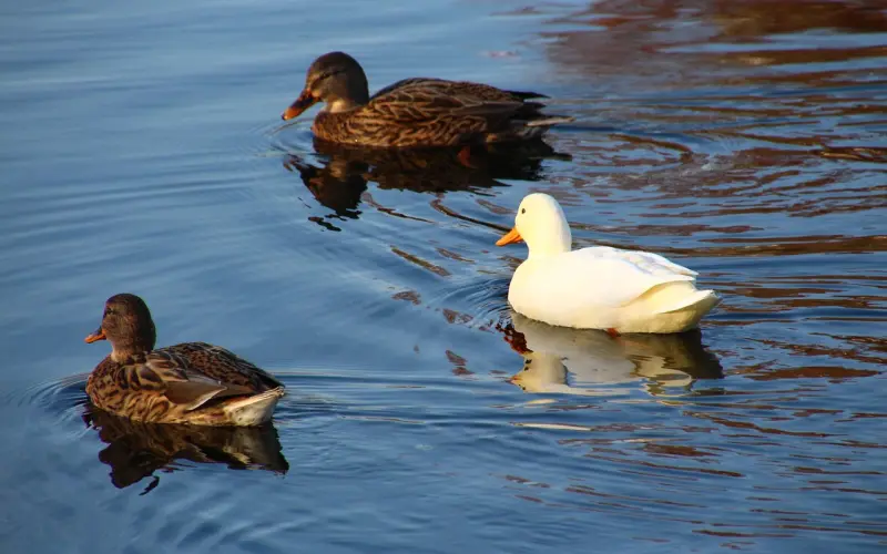 恋人间成长步伐不一致而分手怎么挽回？
