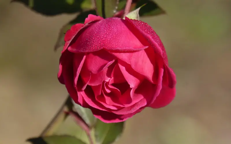 怎样才能为爱情保鲜“增值”？