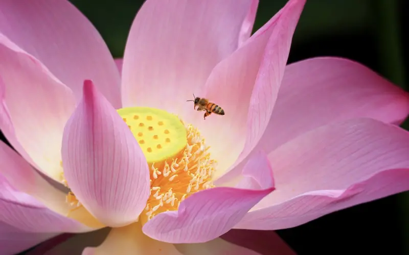 男生如何看待女朋友的gay蜜？