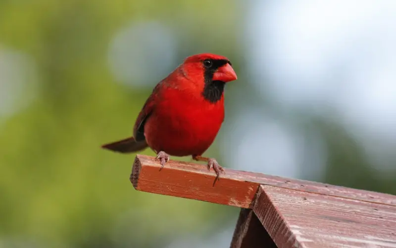 渣男是怎么让女生念念不忘的？老实人快进来！
