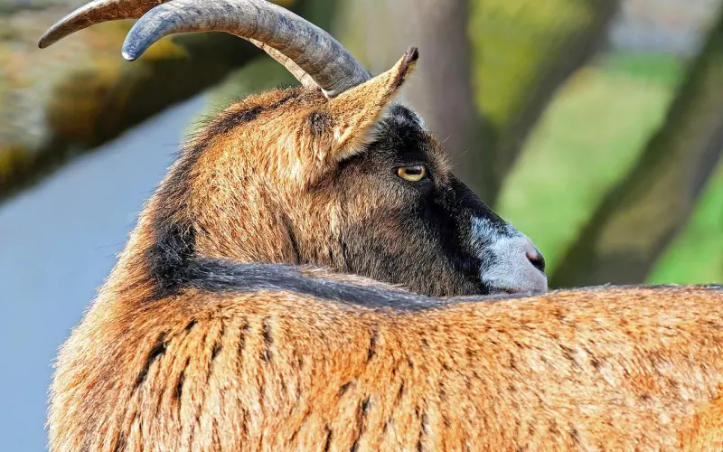 女生该怎么挖墙角