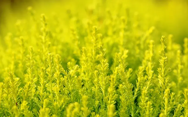 内向的男生如何追女生？