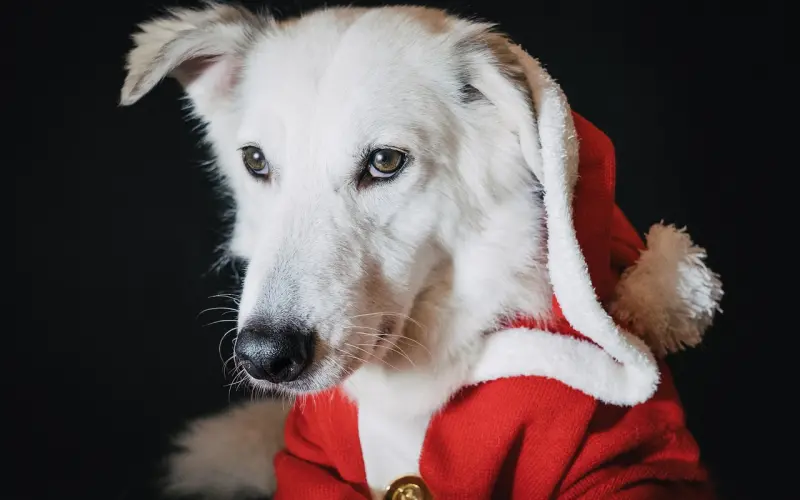 单身狗是怎样度过假期的？你是这样吗？