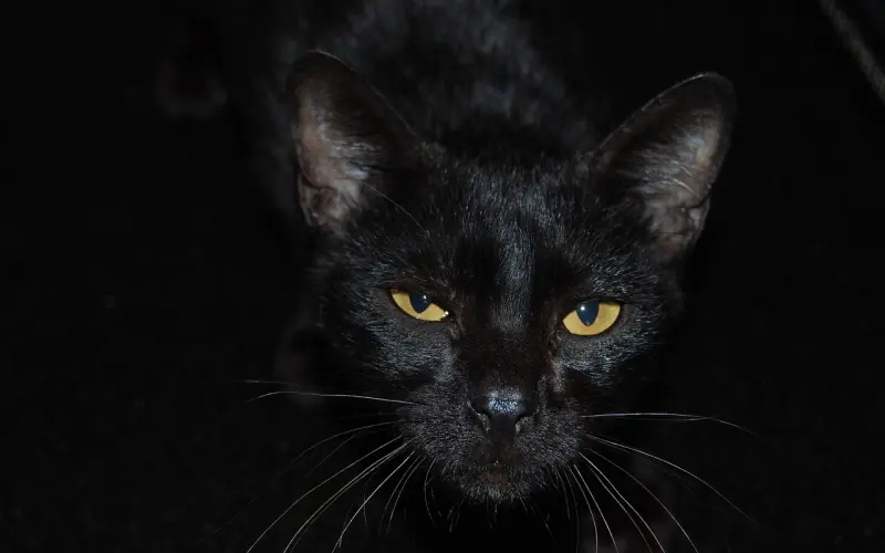 与妹子尬舞时，如何让自己看起来像“老江湖”？