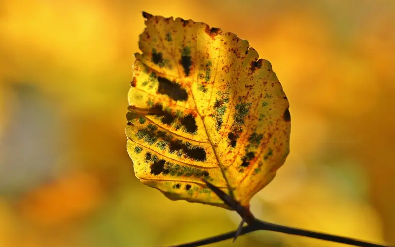 真性分手要断联多久?真性分手挽回的黄金期