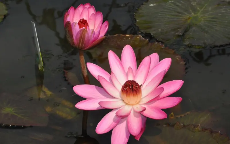 如何避免夫妻成“室友”？