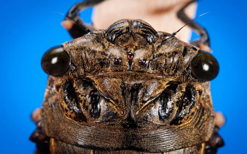 如何正确的做一个接盘侠？