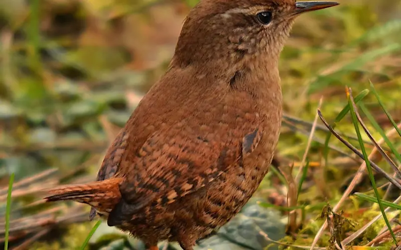 如何像董卿一样，做一个有才情的女子？