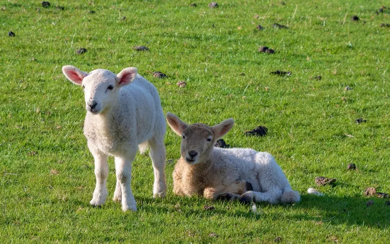 如何俘获双子座那颗不安的心，后知后觉的双子很容易错失爱情吗？