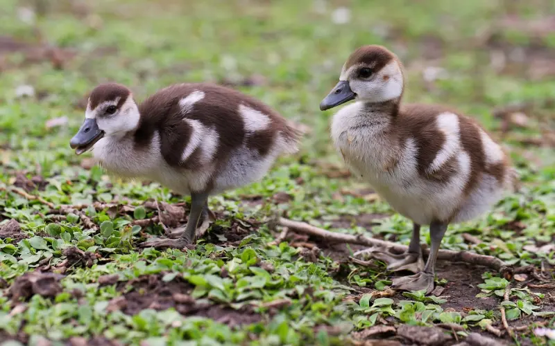微信怎么聊小三?野模?约泡?学会这个就无敌了！