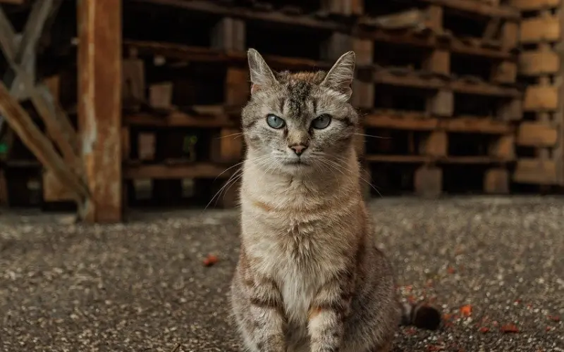 如何让出轨的男人回归家庭