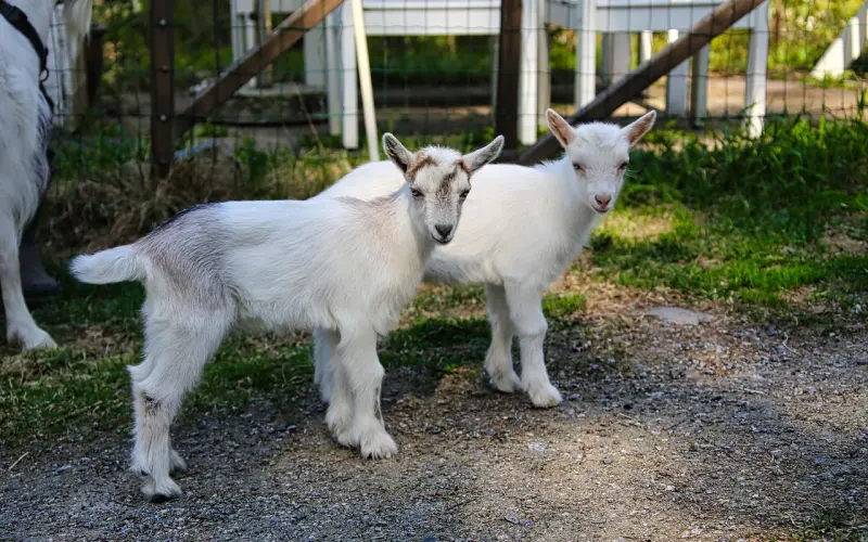 如何跟双子座的女朋友相处