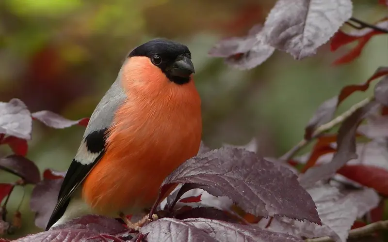 分手了还爱着天蝎座前男友，该怎么挽回