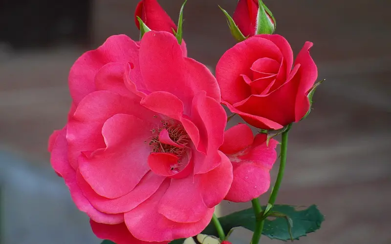 如何挽回前任？花镇情感导师与你分享独家攻略