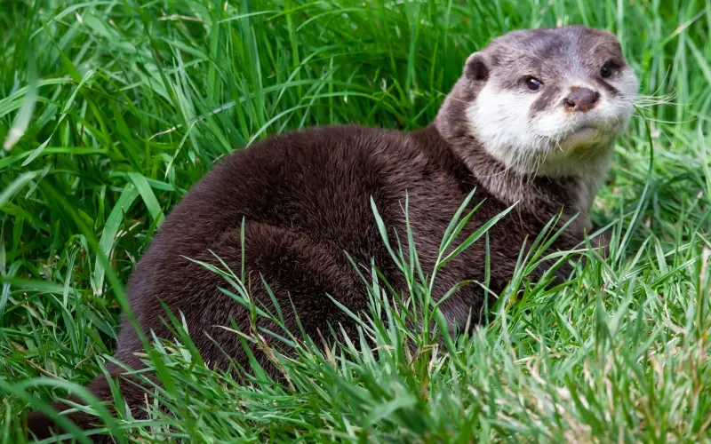 短期恋爱分手后，该如何挽回前任