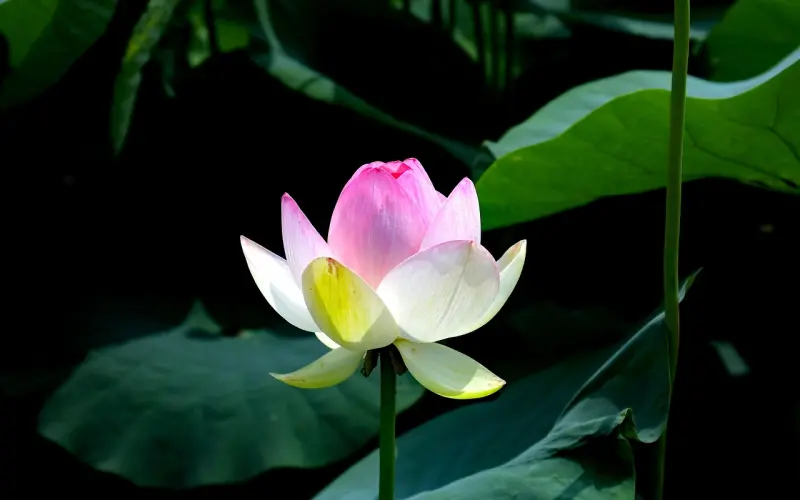 前男友有新欢了怎么挽回？聪明女人不会冒进，而是徐徐图之。 ...