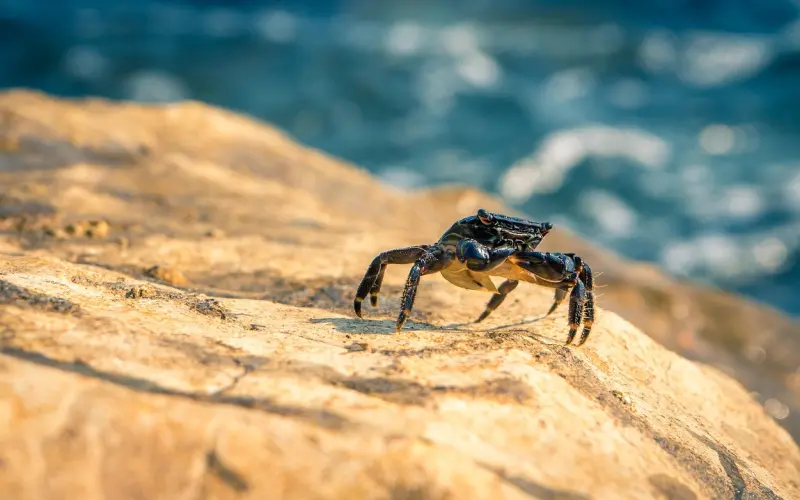 怎么让巨蟹座离不开你：挽回巨蟹座男人的心，教你几招挽回他冰冷的心