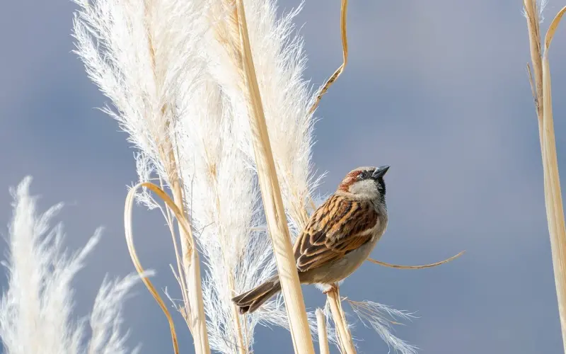 怎样挖墙脚：异地挖墙脚挖来的爱情靠谱吗？