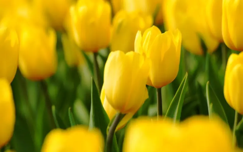 分手后该怎么去挽回，女朋友才不会拒绝呢