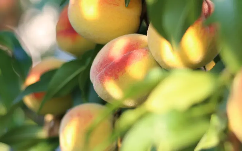 男友劈腿了怎么挽回？