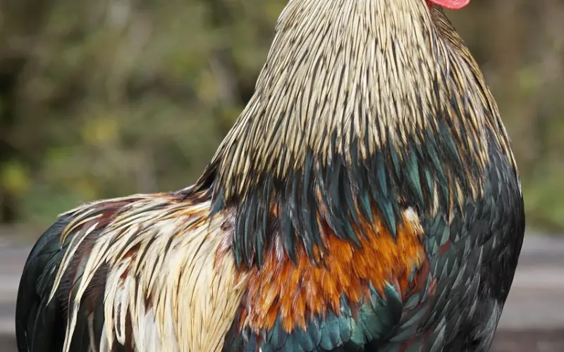 分手后对方全面拉黑怎么挽回