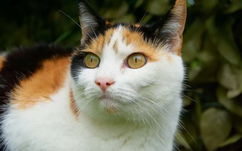 结婚谈彩礼崩了怎么挽回