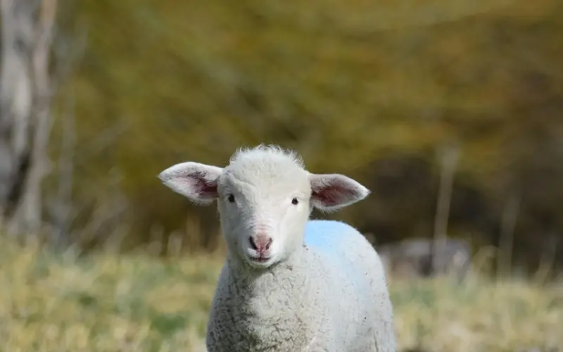 如何挽回失去的爱情：异地男友说累了要分手，该怎么挽回呢？