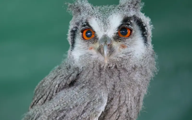 恋爱面临分手，该如何挽回？