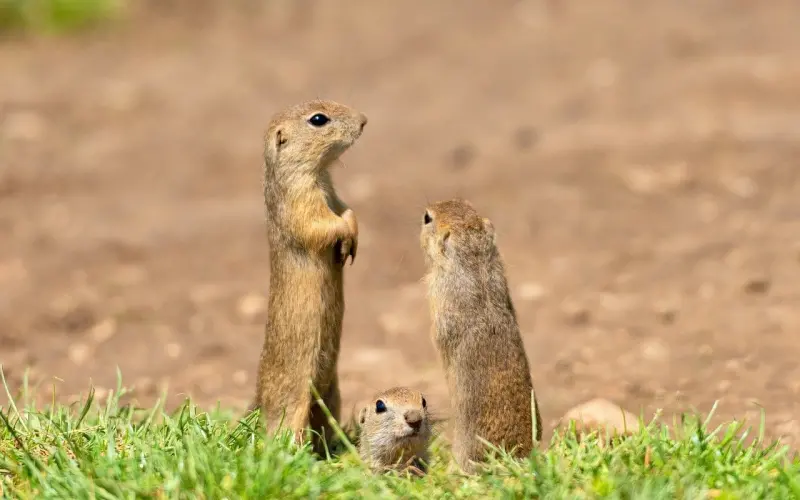 如何挽回狮子座爱情？狮子座其实不难挽回，关键是这三招