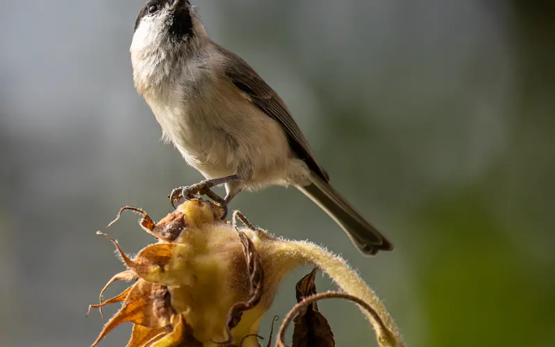 不死缠烂打要怎么挽回爱情