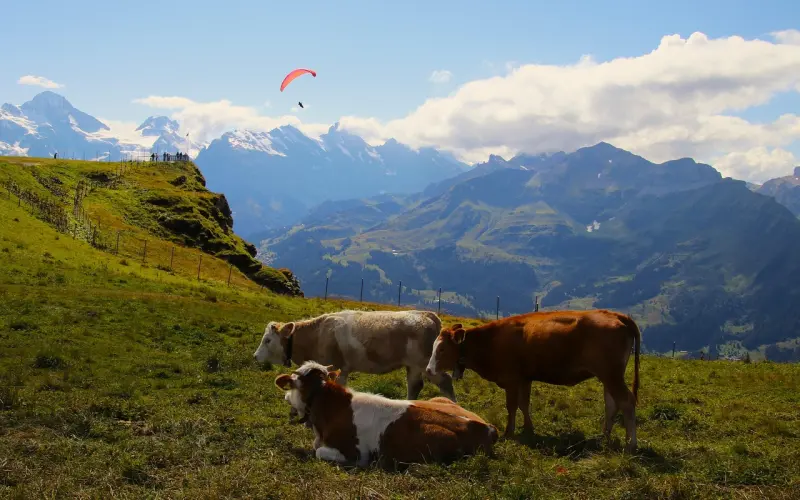 如何挽救婚姻之挽回金牛座妻子的心，你应该这样做