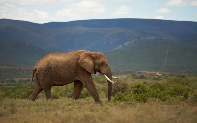 该如何优雅地说我想你