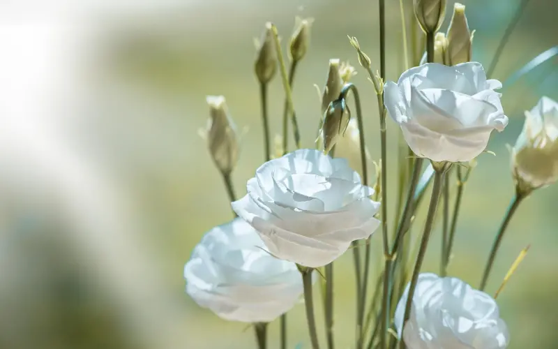 婆媳关系之如何巧妙处理