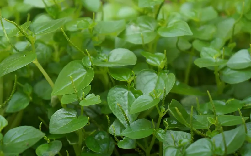 怎么挽回巨蟹座老公？找个顾家的老公最好了