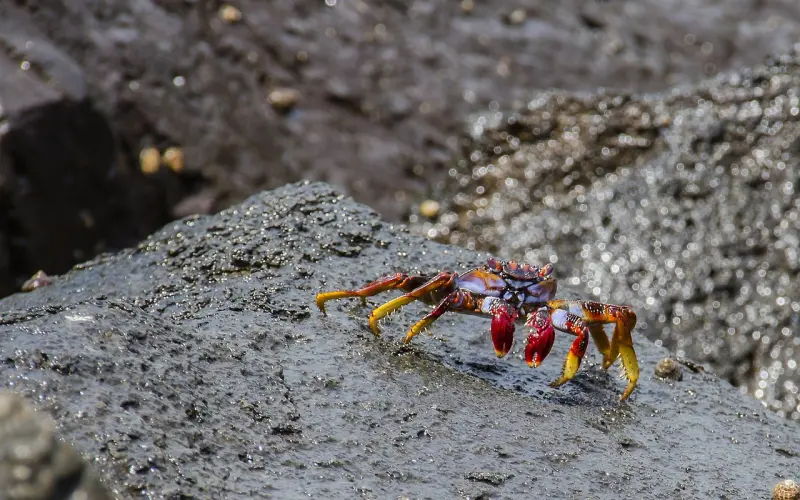 挽回巨蟹男：怎么挽回巨蟹男，挽回巨蟹男哪招最管用？