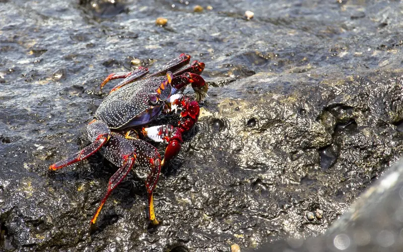 如何挽回巨蟹座，提升挽回巨蟹座概率，挽回巨蟹座的绝招