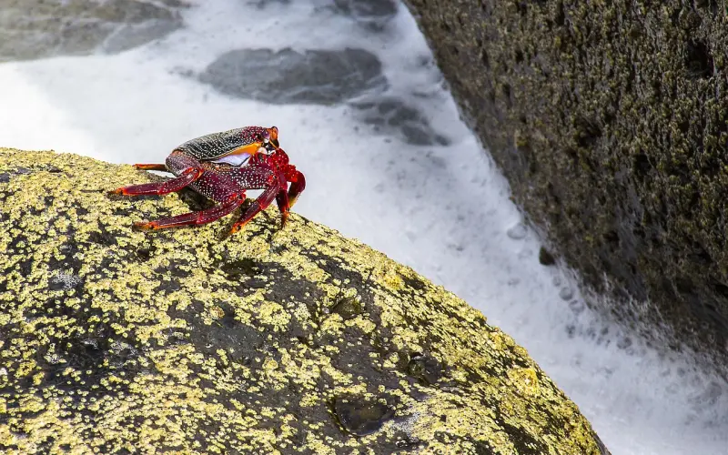挽回巨蟹座女友怎么办？巨蟹座女友分手之后还会回头吗？