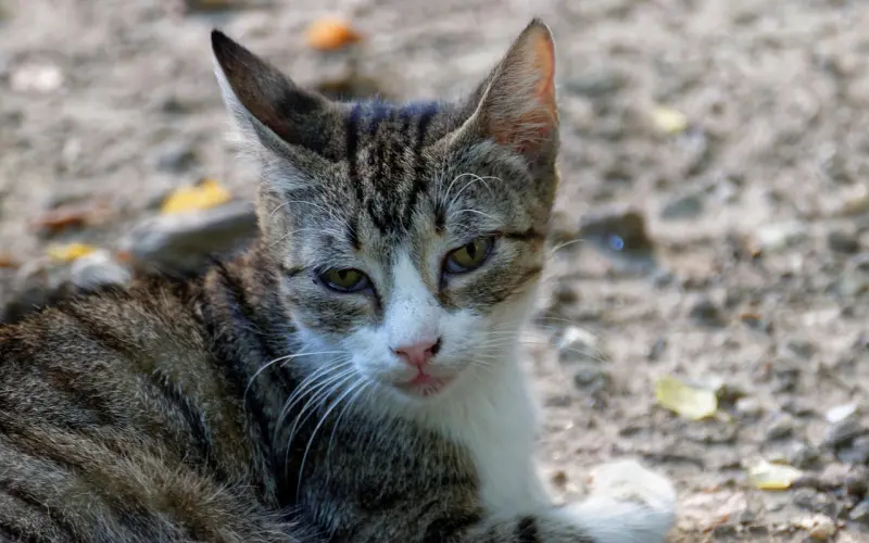 如何去挽回坚持离婚的老公？用以下方法能让你们和好如初