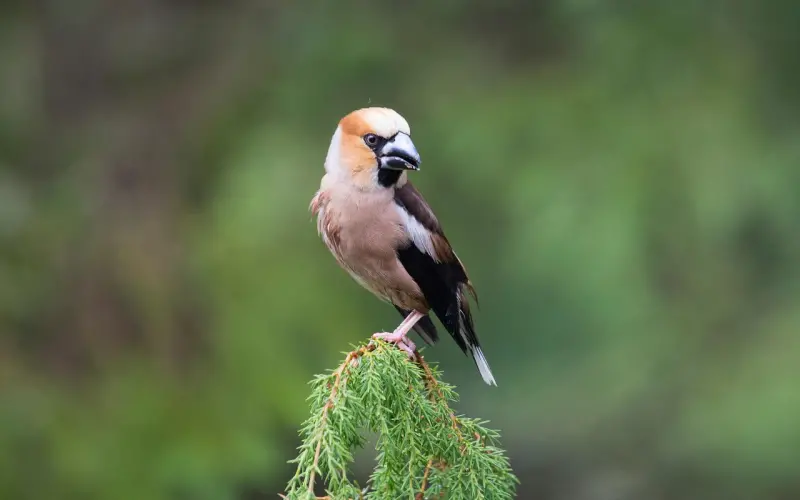 如何快速挽回射手座男朋友，爱情其实很简单，如何挽回男友不遗憾
