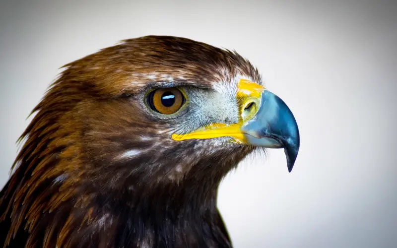 如何挽回天蝎座：专家教你高效挽回男朋友