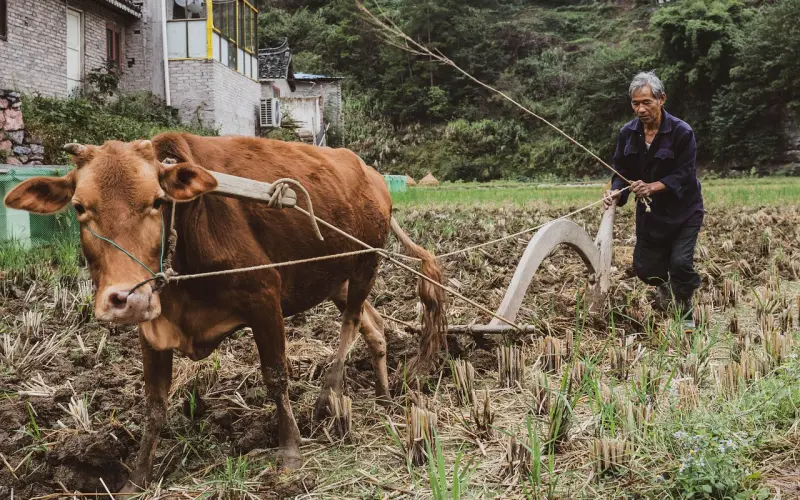 如何挽回金牛座男朋友？用情至深又固执的金牛男该如何挽留？