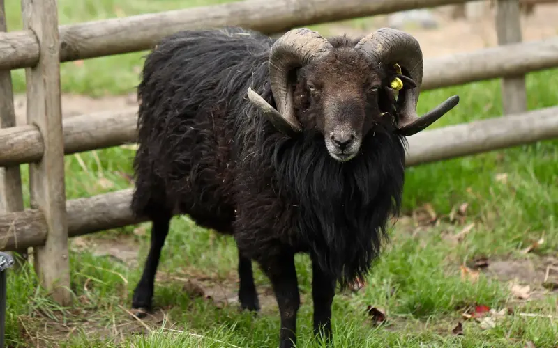 怎么挽回白羊座女友：挽回白羊座女友，有哪些具体方法呢？