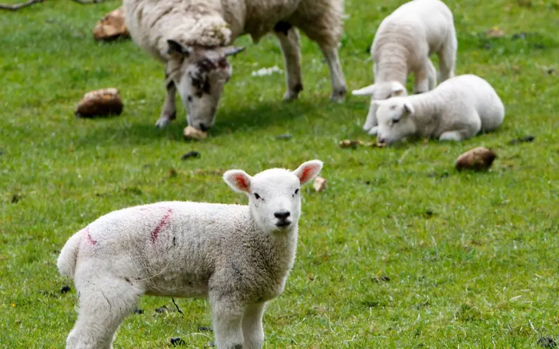 如何挽回白羊座，提升挽回白羊座概率，挽回白羊座的绝招