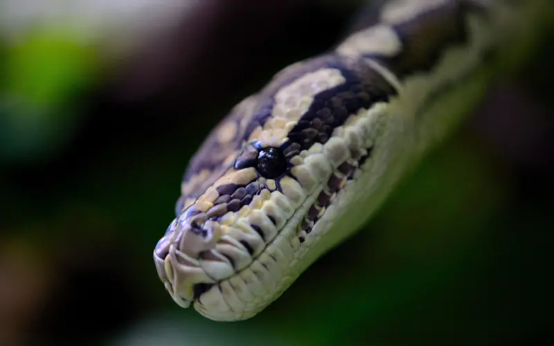 怎么挽回他的心，非处就不能赢得爱情？