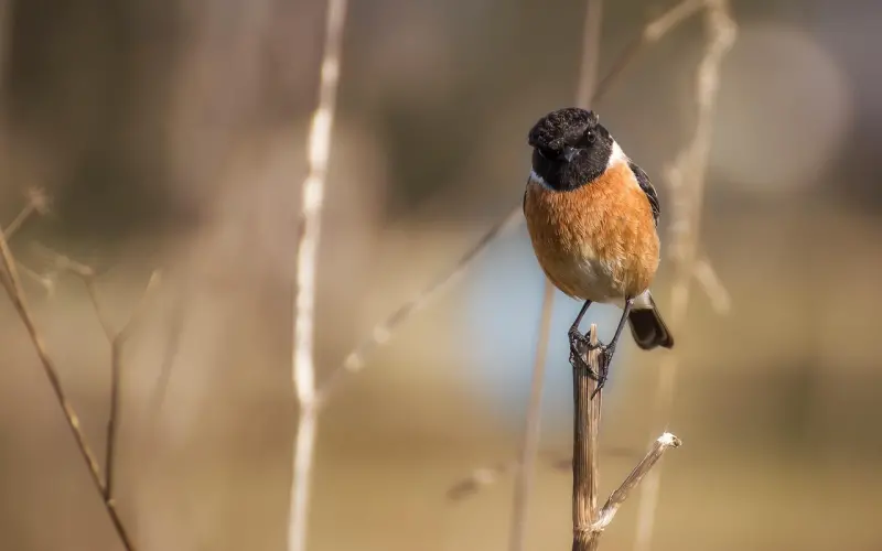 死心的老公怎么挽回：老公对我失望了坚决要离婚，该怎么挽回老公