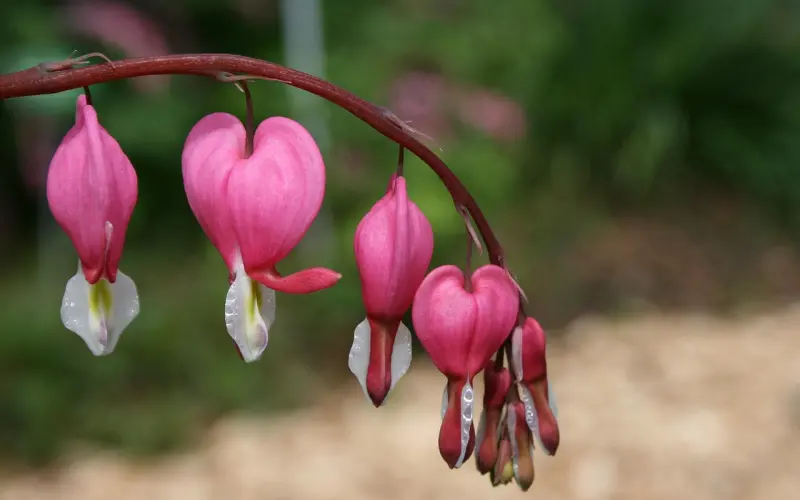 分手后该怎么挽回男友的心