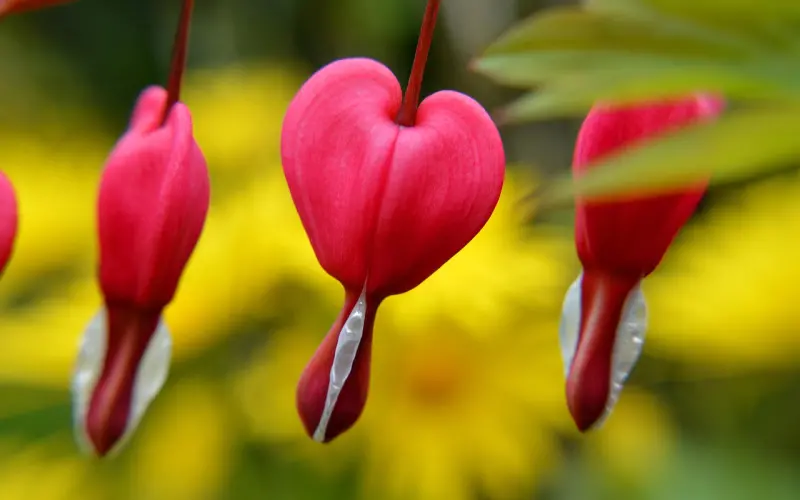 想要和男友复合要怎么挽回他的心